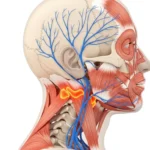 신경과 전문의 관점에서 본 두통과 목 근육의 관계